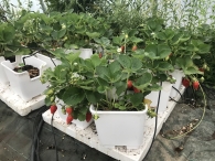 Отглеждане на ягоди в саксии